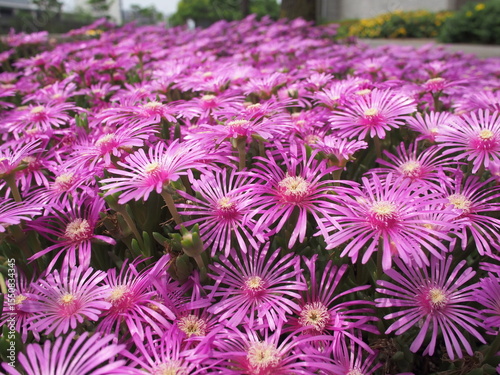 Vibrant field of pink ice plants (Delosperma cooperi) in full bloom, captured in Japan. Dense clusters of bright pink petals with yellow centers create a stunning and colorful floral display. 