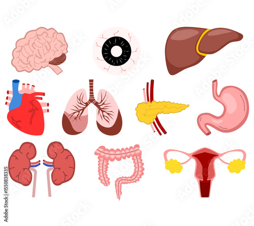 Illustration of human organs including heart, brain, lungs, stomach, liver, kidneys, and intestines. Ideal for medical, educational, and healthcare designs.