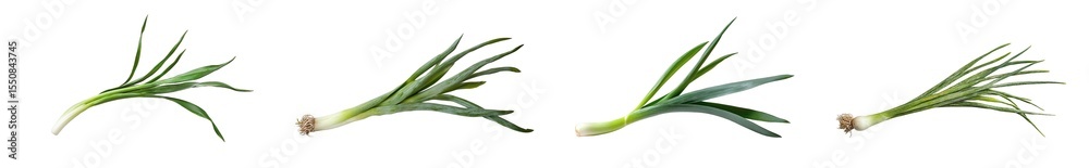 Fototapeta premium Stages of spring onion growth displayed isolated on transparent background