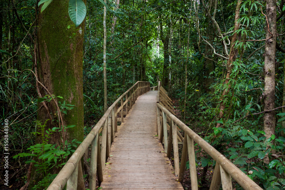 Fototapeta premium Wooden Bridge Walkway Winds through the Costa Rican Rainforest