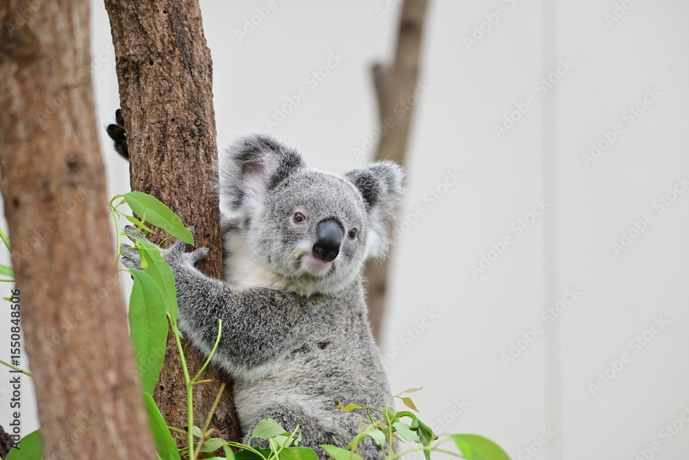 Obraz premium 動物園の人気者コアラ