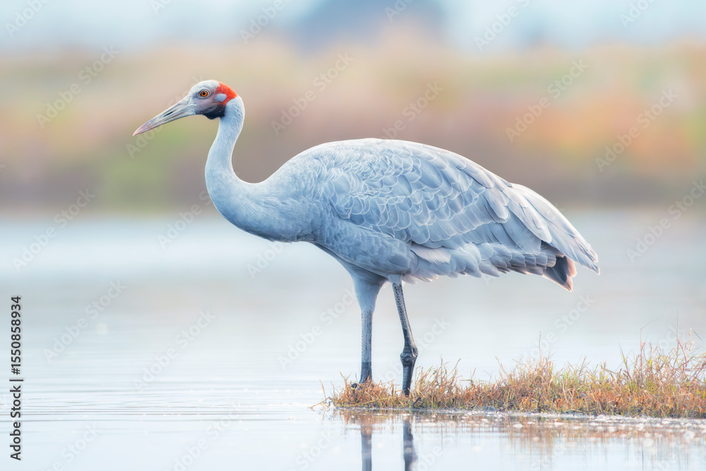 Fototapeta premium A wild brolga (Grus rubicunda) wading peacefully in a shallow lagoon under soft twilight hues, Australia