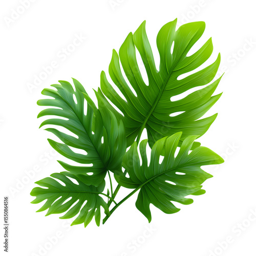 Realistic tropical leaves on a transparent background.