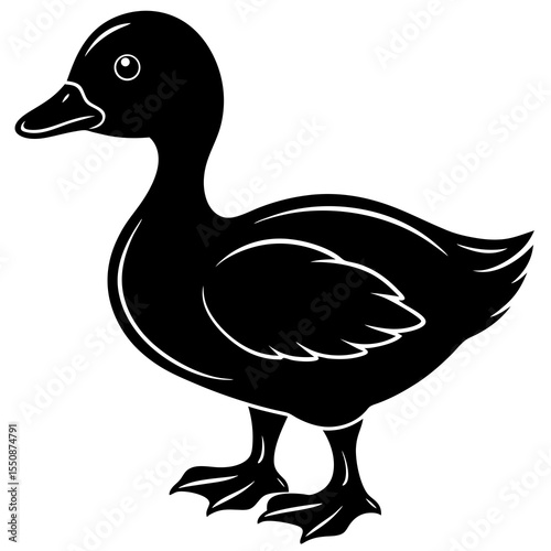 duck isolated on white