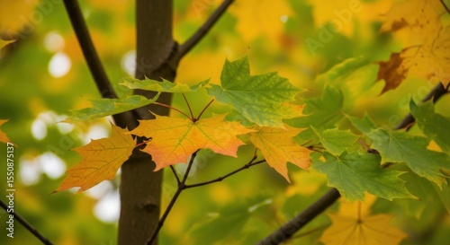 Beautiful Autumn Foliage of Maple Trees Showing a Transition of Colors from Green to Vibrant Yellows and Oranges in a Forest Setting During the Day