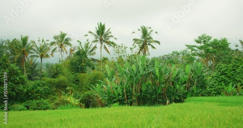 Wallpaper Mural Dense tropical vegetation with palm trees surrounding lush green rice paddy fields Torontodigital.ca