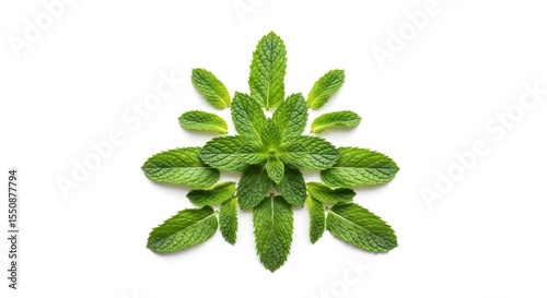Arrangement of Fresh Mint Leaves in a Symmetrical Pattern on a White Background