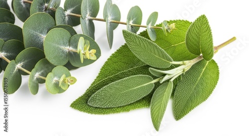 A Close Up View of Fragrant Eucalyptus and Sage Leaves on a White Background Showing Natural Herbal Remedies and Aromatherapy Ingredients