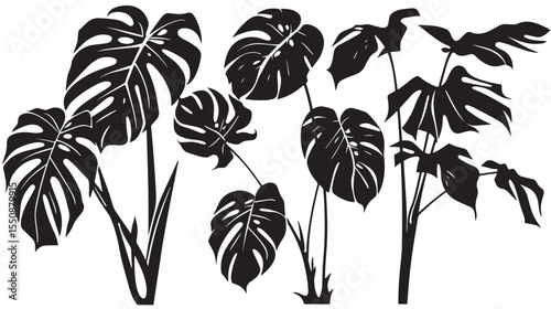 Set of black silhouettes tropical plants. Monstera and palm jungle leaves , black silhouettes isolated on white background