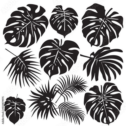 Set of black silhouettes tropical plants. Monstera and palm jungle leaves , black silhouettes isolated on white background