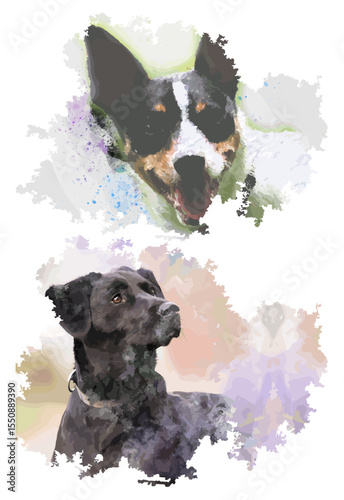 Watercolor Dog Portraits: Cattle Dog and Black Labrador Artistic Splash