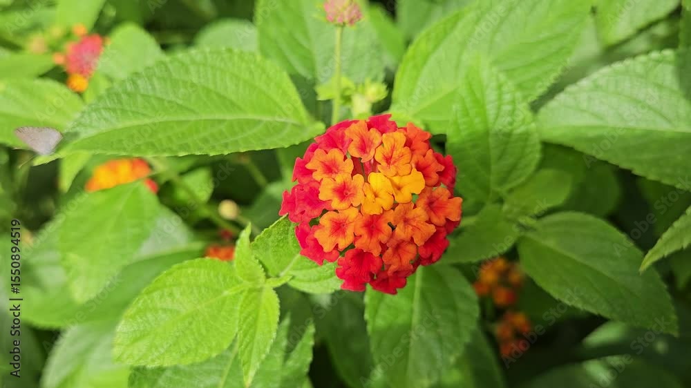 Close-up of wild Lantana camara flowers growing in the bushes, featuring a mix of red and yellow on a single stalk.