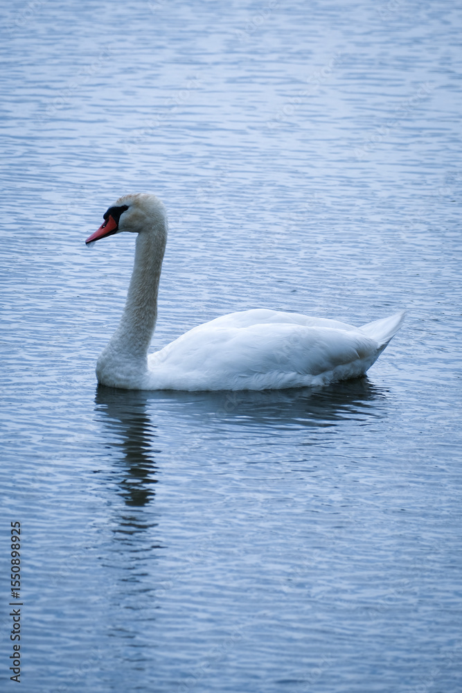 Fototapeta premium white swan on the water