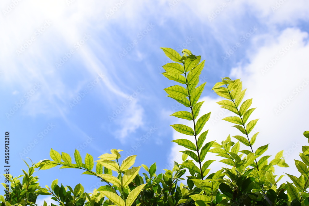 Obraz premium green leaf with water drop in the garden, blue sky and white cloud background in springtime