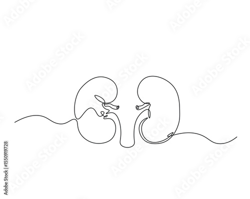 Human organ, kidney outline drawing illustration. one continuous line drawing of human kidney. healthy concept.