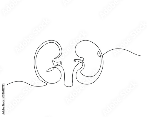 Human organ, kidney outline drawing illustration. one continuous line drawing of human kidney. healthy concept.