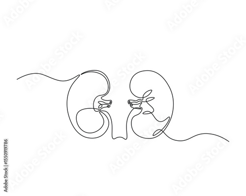 Human organ, kidney outline drawing illustration. one continuous line drawing of human kidney. healthy concept.