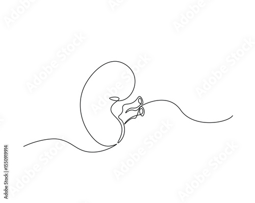 Human organ, kidney outline drawing illustration. one continuous line drawing of human kidney. healthy concept.