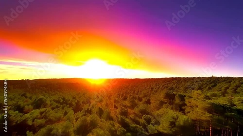 Aerial view of a pine forest at sunset