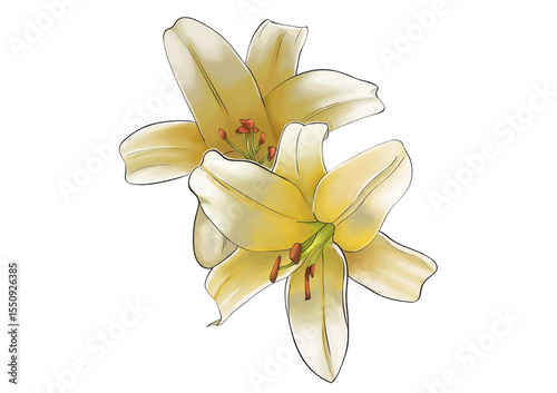 yellow frangipani flower illustration