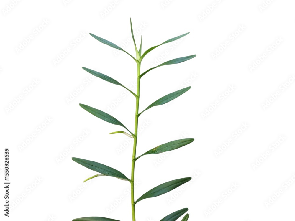 Naklejka premium Green leaves isolated on white background