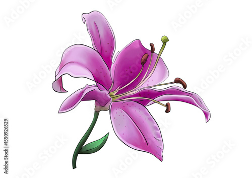purple lily flower illustration
