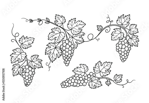 Decorative black and white line art of grape clusters and leaves