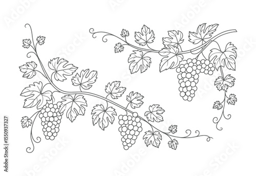 Elegant vine with grapes and leaves in a decorative outline style