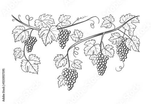 Stylized line art illustration of grape vines with clusters and leaves