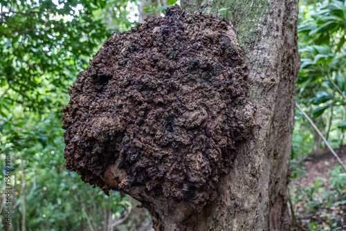 A burl / burr of mango tree， burl / burr is a tree growth in which the grain has grown in a deformed manner. Makiki Valley Trail, Honolulu, Oahu, Hawaii