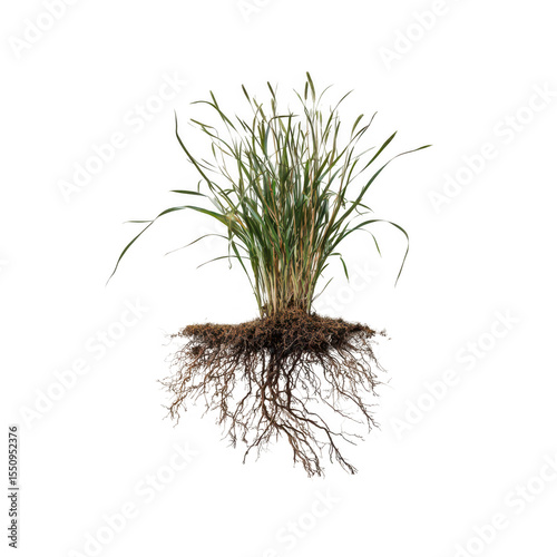 Plant roots and stems emerge from soil