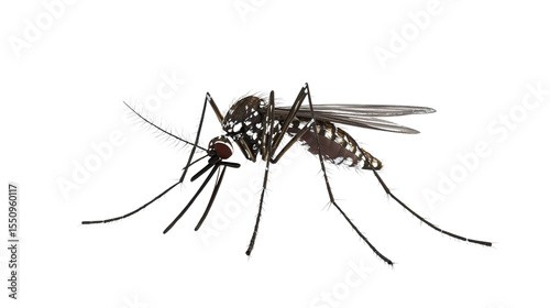 3D rendered Aedes mosquito with realistic textures Transparent background, PNG