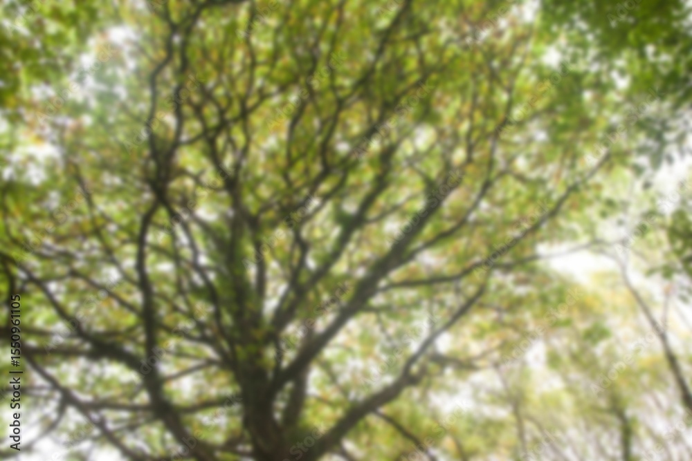 Fototapeta premium Low angle view of defocused trees in park