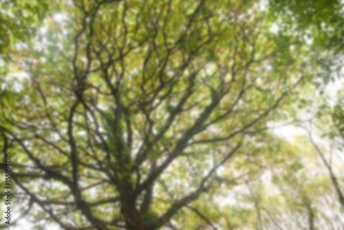 Low angle view of defocused trees in park