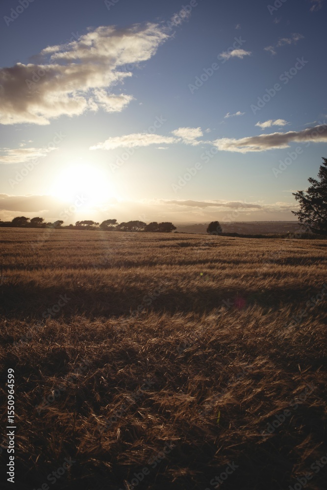 Obraz premium Golden wheat stalks are waving under sunset sky in flat design, with distant tree line