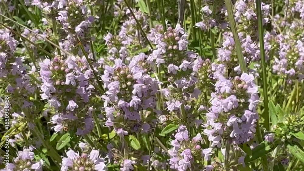 thyme blooms beautifully thyme blooms beautifully