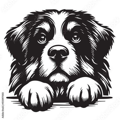 Adorable Paws Up Bernese Mountain Dog Illustration 