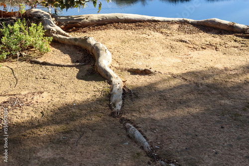 exposed tree root in arid riverbank soil