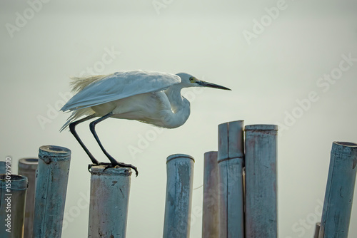 portrait of great white egret 