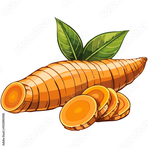 Turmeric root vector color illustration in sketch style. Line art of useful spice for packaging and design.