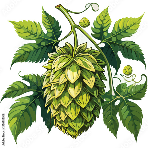 Hop cones on a branch color vector illustration. Image of an ingredient for beer with leaves on an isolated background. For packaging and design