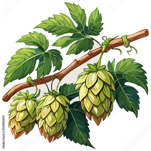 Hop cones on a branch color vector illustration. Image of an ingredient for beer with leaves on an isolated background. For packaging and design