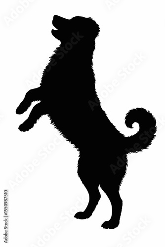 Silhouette of a dog of breed Bernese Mountain Dog


