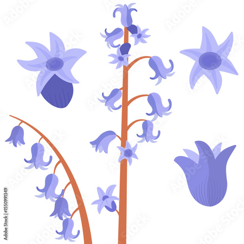 set of bluebell flowers - botanical vector illustration 