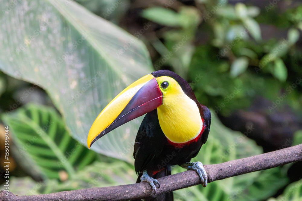 Obraz premium A Yellow-throated Toucan in Costa Rica