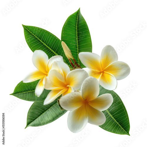 Close-up of a plumeria bouquet