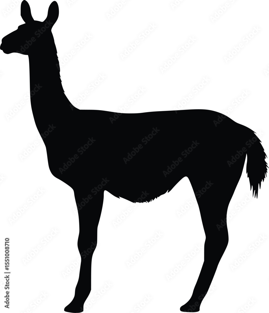 Fototapeta premium Guanaco Silhouette: Elegant, Dark Profile, South American Camelid