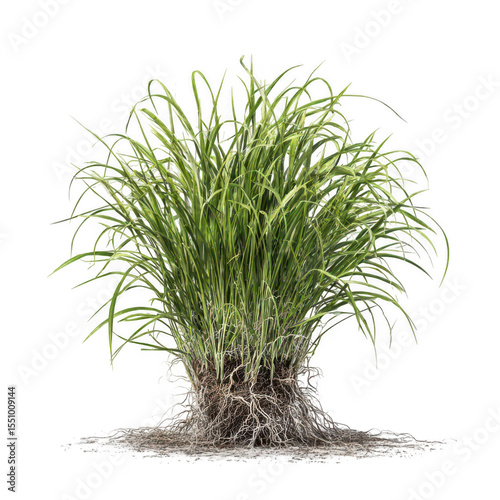 Lush green grass tuft with visible roots (1)