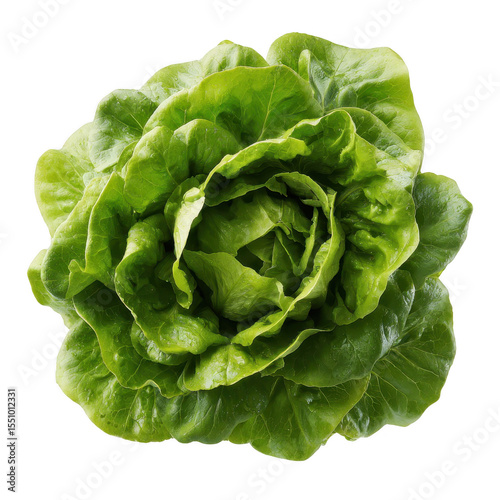 Fresh, vibrant head of green lettuce