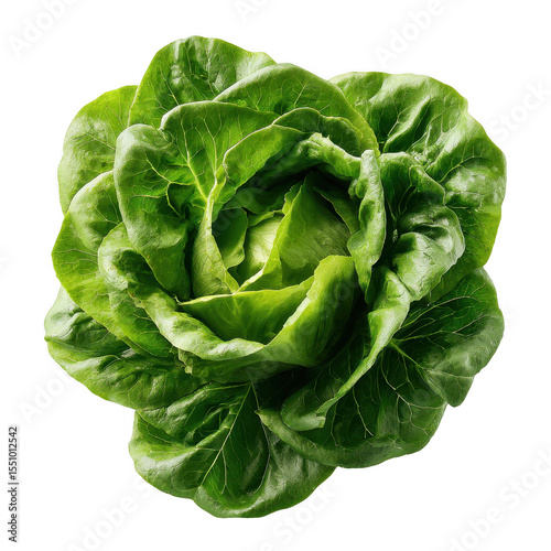 Close-up of a vibrant green head of lettuce (7)